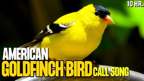 American Goldfinch Bird Call Song | Goldfinch Bird Singing | Goldfinch