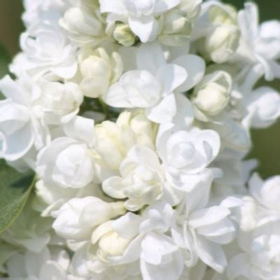 Сирень Мисс Элен Вильмонт: описание сорта, характеристики, агротехника ...