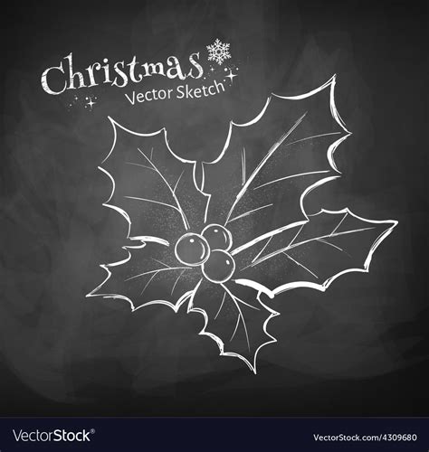 Christmas holly Royalty Free Vector Image - VectorStock