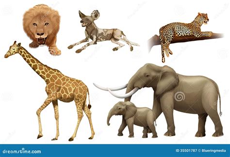 African Animals Royalty Free Stock Photography Image 35501787