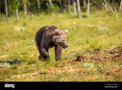Brown Bear Cub Stock Photo Alamy