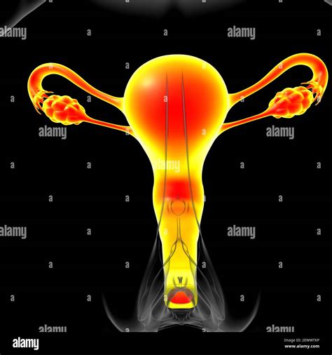 Female Reproductive System Anatomy For Medical Concept 3d Illustration