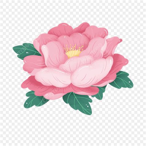 Peony Flowers Clipart Hd Png Peony Flower Peony Peony Petals