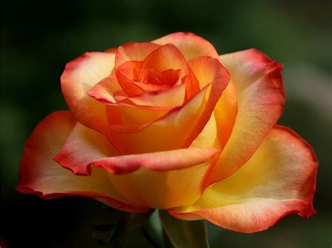 Голландские розы: лучшие сорта с фото и названиями, посадка и уход