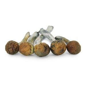 Jedi Mind Fuck BuyShroomsOnline