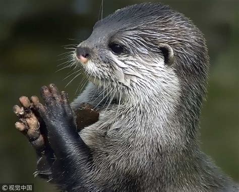 Asian Small Clawed Otters Population Telegraph