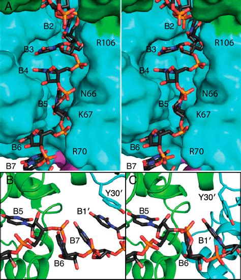 RNA sequestered in the RNA-binding slot. (A) Stereo image of RNA ...