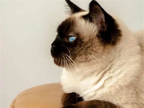 Uncovering The Fascinating History Of Siamese Cats TISH PETS