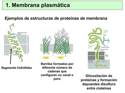 Funciones De Las Membranas Celulares Paso De Sustancias Mensajeros