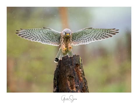 In All Weathers - The Kestrel | Backcountry Gallery Photography Forums