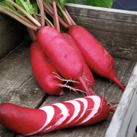 Radish Seeds | Radish Seeds for Sale | Buy Radish Seeds | Marshalls Garden