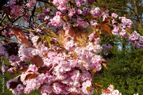 Sensual Portrait Of A Sexy Smiling Mature Best Age Redhead Woman Hidden Behind Pink Flower Tree