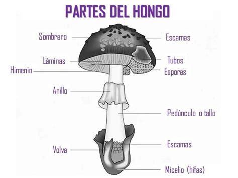 Partes Del Hongo