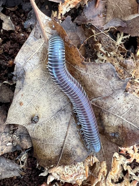 Purple Ivory Millipede – Reptilian Arts