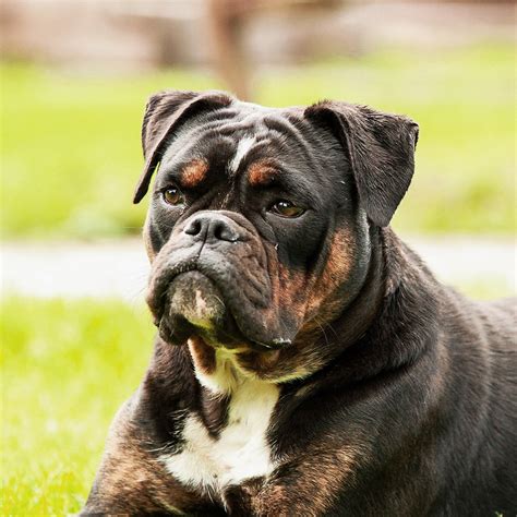 Olde English Bulldogge Pedigree Database