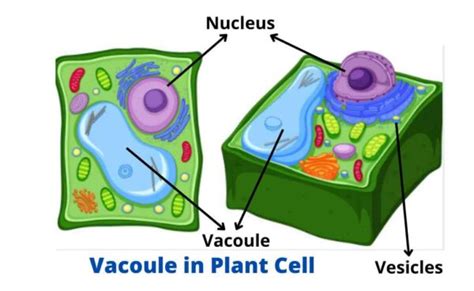 Vacuoles And Vesicles Definition Structure And Functions