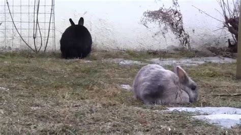 Nikki und Schnuppi ersten Frühlingsgefühle Zwergkaninchen Kaninchen