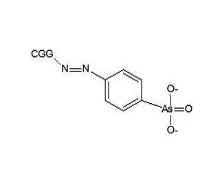 ABA-CGG | SCBT - Santa Cruz Biotechnology