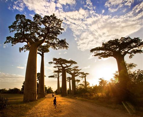 Баобаб (147 фото) - фото - картинки и рисунки: скачать бесплатно
