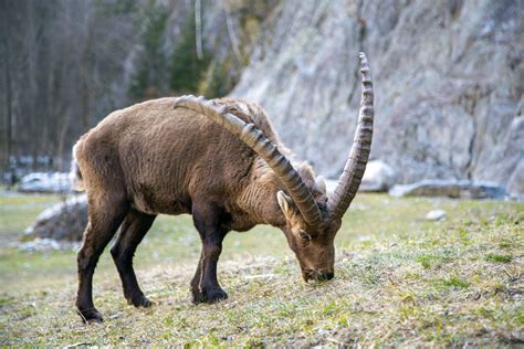 wild alpine ibex  stock photo public domain pictures