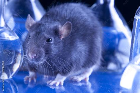 Rat In Laboratory Stock Photo Adobe Stock