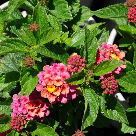 Lantana — Green Acres Nursery And Supply