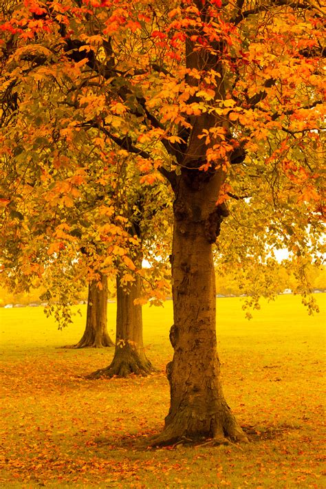 autumn trees  park  stock photo public domain pictures