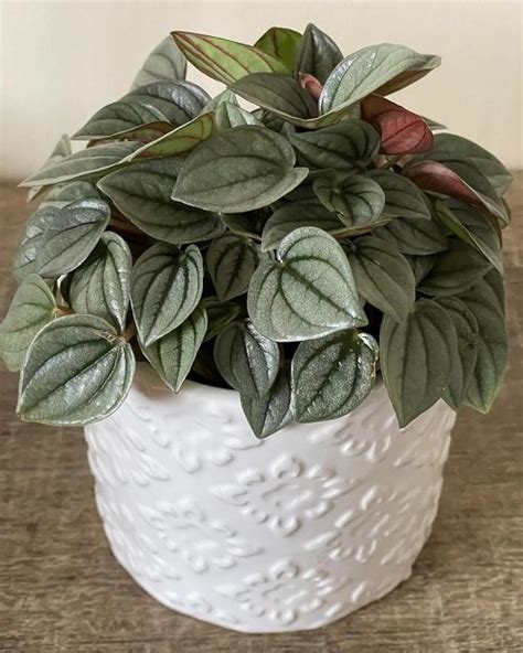 21 Easiest Houseplants Easiest Indoor Plants To Take Care Of Best Mystic Zone