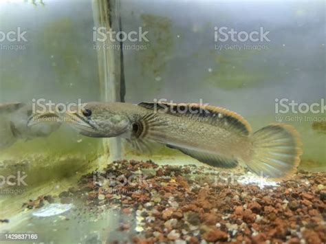 Ikan Snakehead Foto Stok Unduh Gambar Sekarang Ikan Kepala Ular