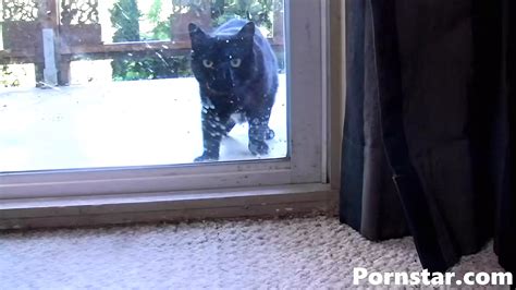 Memphis Monroe Porn Videos Porn Star Sex Scenes Xhamster