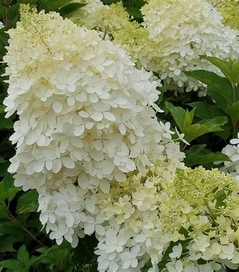 Купить Гортензия метельчатая "Фантом" (Hydrangea paniculata 'Phantom ...
