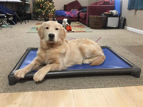 Stationing, Dog Training, and Working Dogs – Anything Pawsable