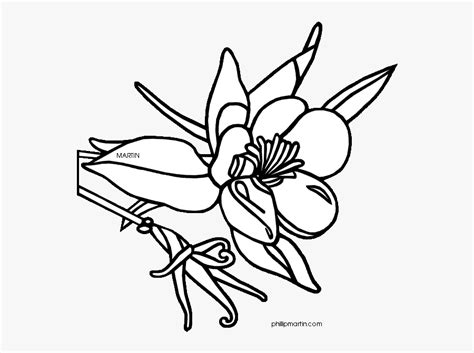 Colorado State Flower Drawing Free Transparent Clipart Clipartkey
