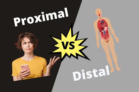 Proximal Vs Distal | ContrastHub