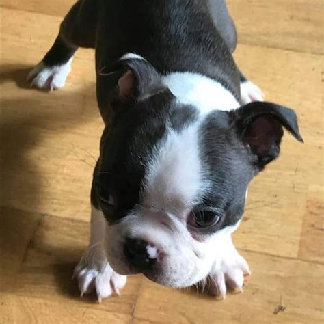 buy boston terrierboston terrier  sale  illinois