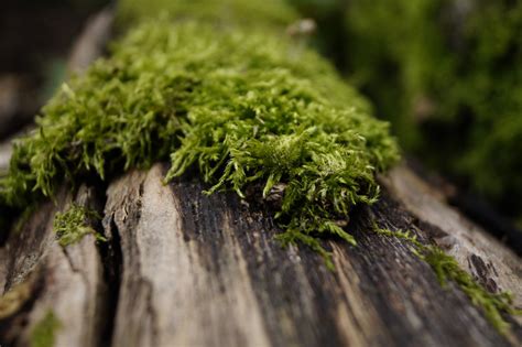 Gambar Pohon Alam Hutan Cabang Menanam Halaman Rumput Sinar