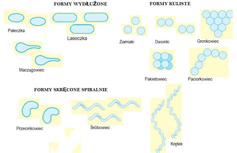 Biologia Najwa Niejsze Informacje O Bakteriach Zadania Ci Gi I
