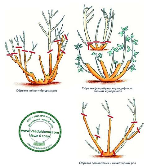 Особенности весенней обрезки роз по группам - схема | Сайт о саде, даче ...