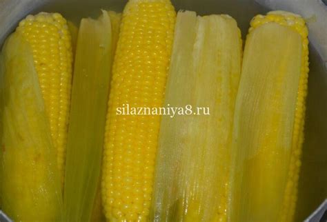 Как варить кукурузу в початках в кастрюле? Рецепты мягкой и сочной кукурузы