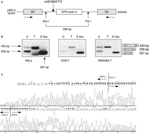 Pre Mrna Splicing Of Tnfrsf B As Affected By Snp Rs A