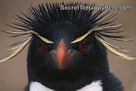 Macaroni Penguin Facts For Kids 🐶 Fr.SecretToHappyPets.com