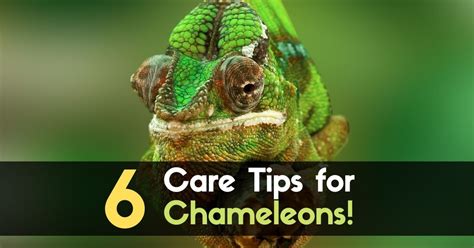 6 Care Tips for Chameleons! - Enjoy The Pets