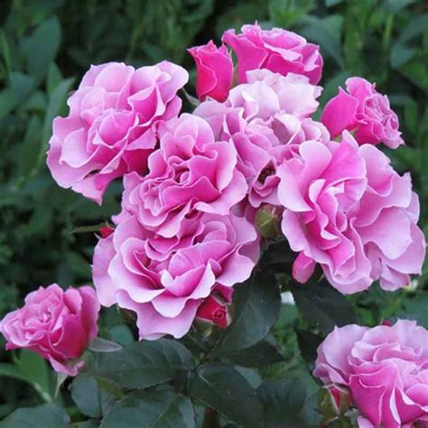 Санта Роза Фото – Telegraph