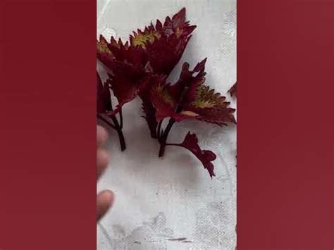 СОХРАНЯЕМ ОДНОЛЕТНИКИ ДО ВЕСНЫ - YouTube