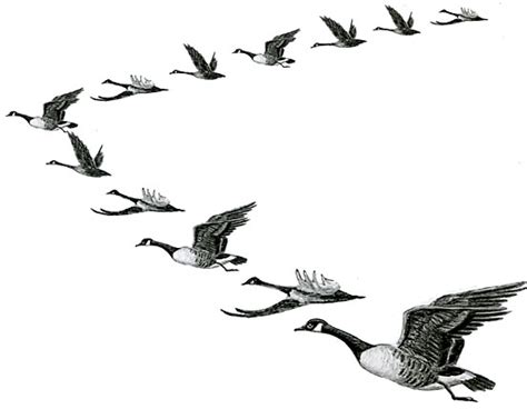 Birds Migrating Clipart 19 Free Cliparts Download Images On