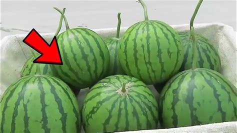 Largest Watermelon Farm In The World Youtube