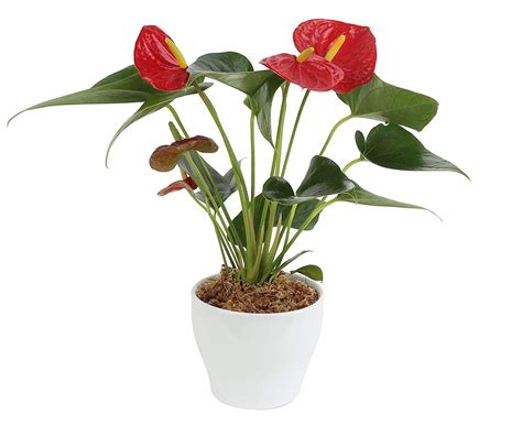 How To Grow Anthuriums Anthurium Growing Tips How To Home Gardening