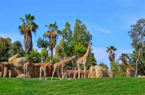 Bioparc Valencia Celebra El D A Internacional De La Jirafa Mascotas