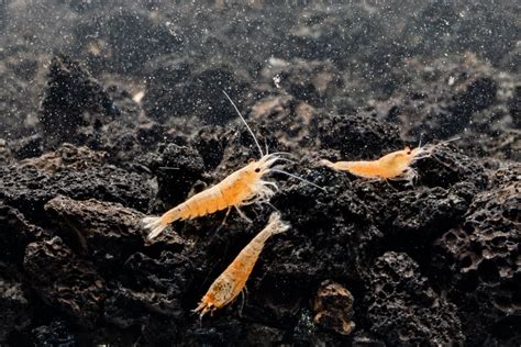 Golden Bee Shrimp — Buce Plant