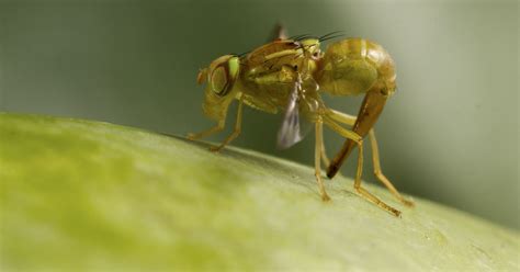 Anastrepha Ludens Socialmedia Entomology Today